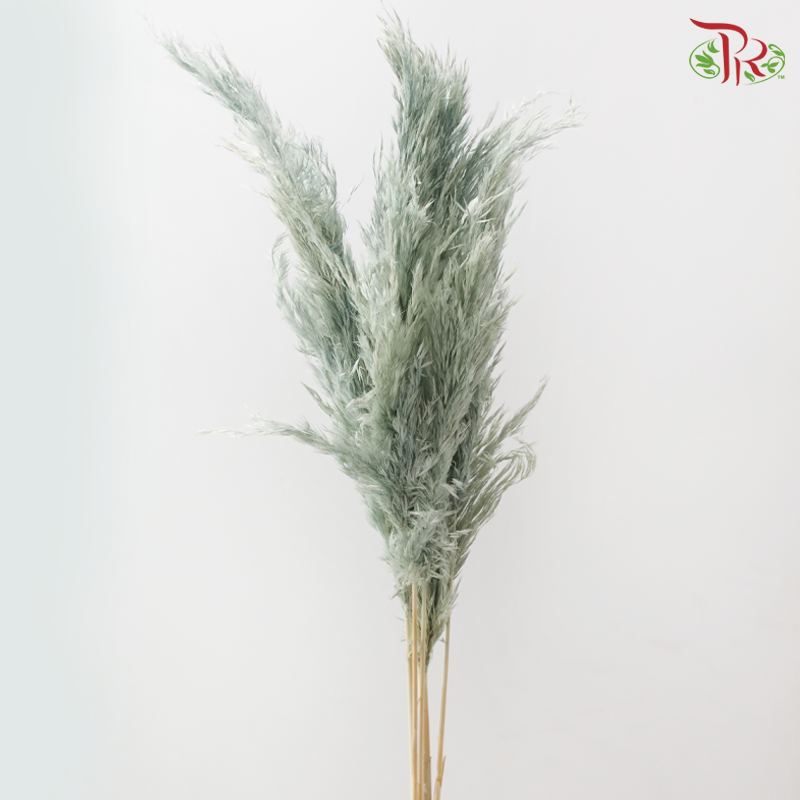 Dry Wild Pampas Grass