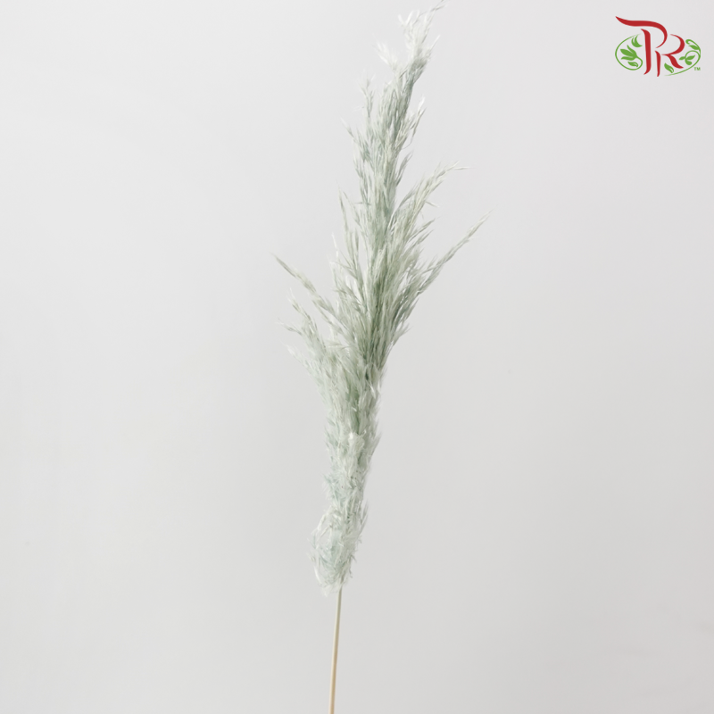 Dry Wild Pampas Grass