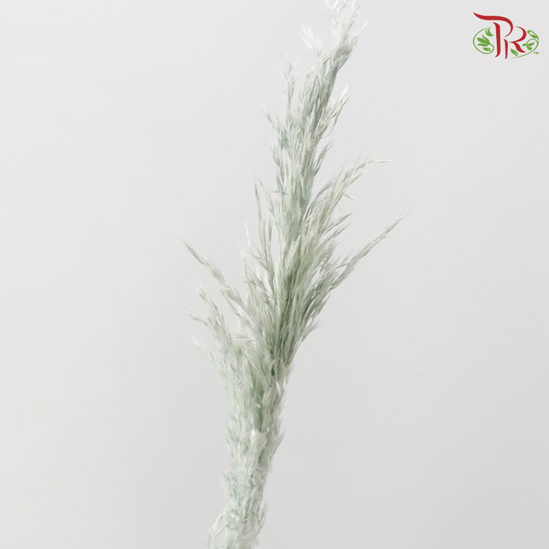 Dry Wild Pampas Grass