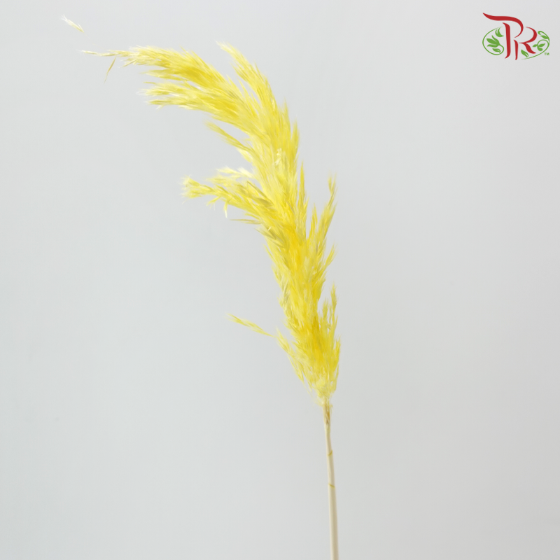 Dry Wild Pampas Grass