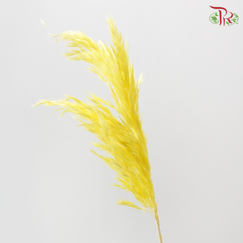 Dry Wild Pampas Grass