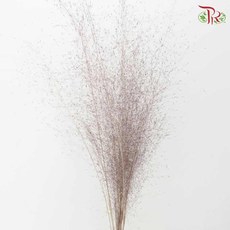 Dry Bleached Muhly Grass