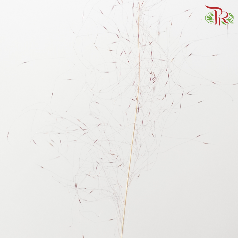 Dry Bleached Muhly Grass