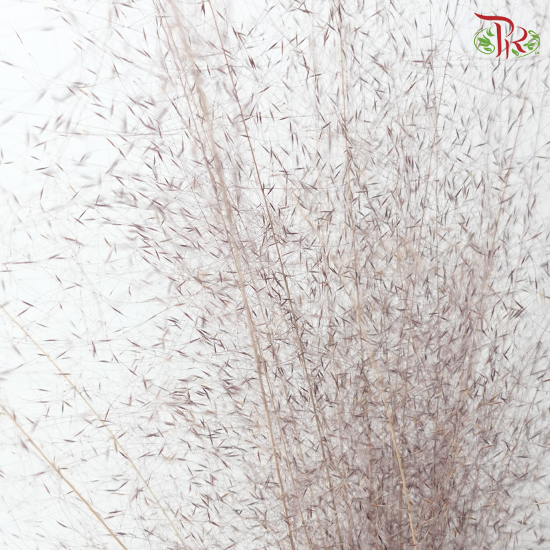 Dry Bleached Muhly Grass