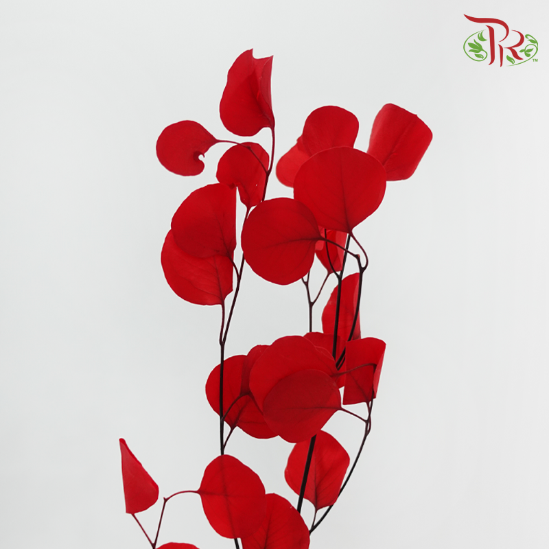 Preserved Eucalyptus Silver Dollar Bleached