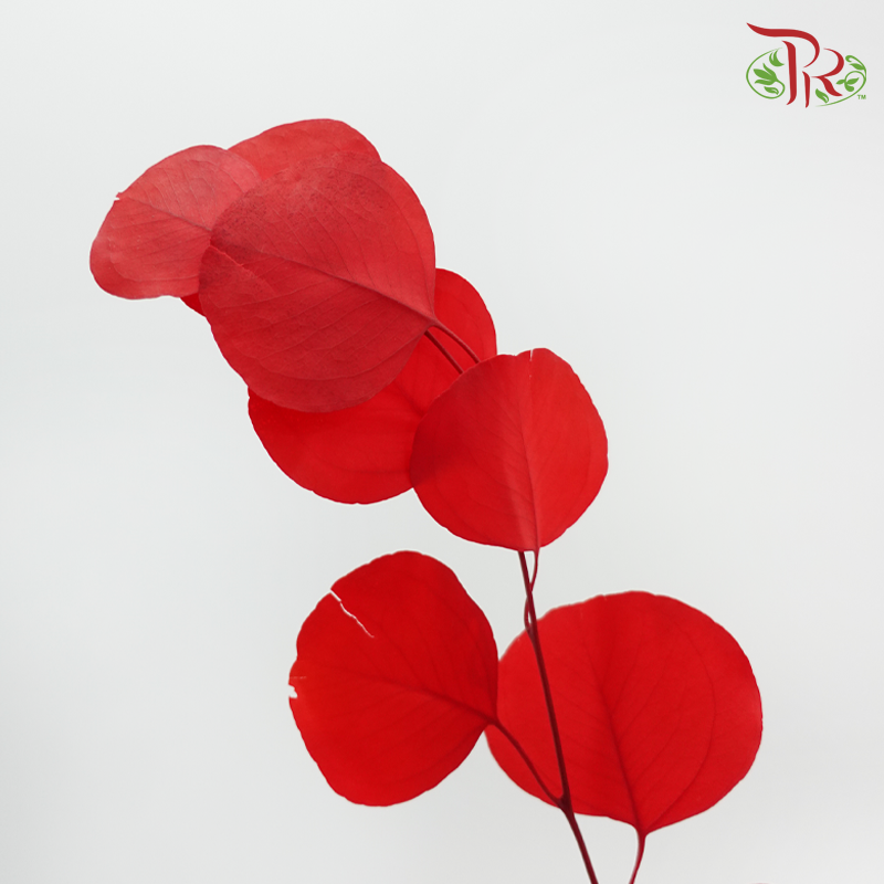 Preserved Eucalyptus Silver Dollar Bleached