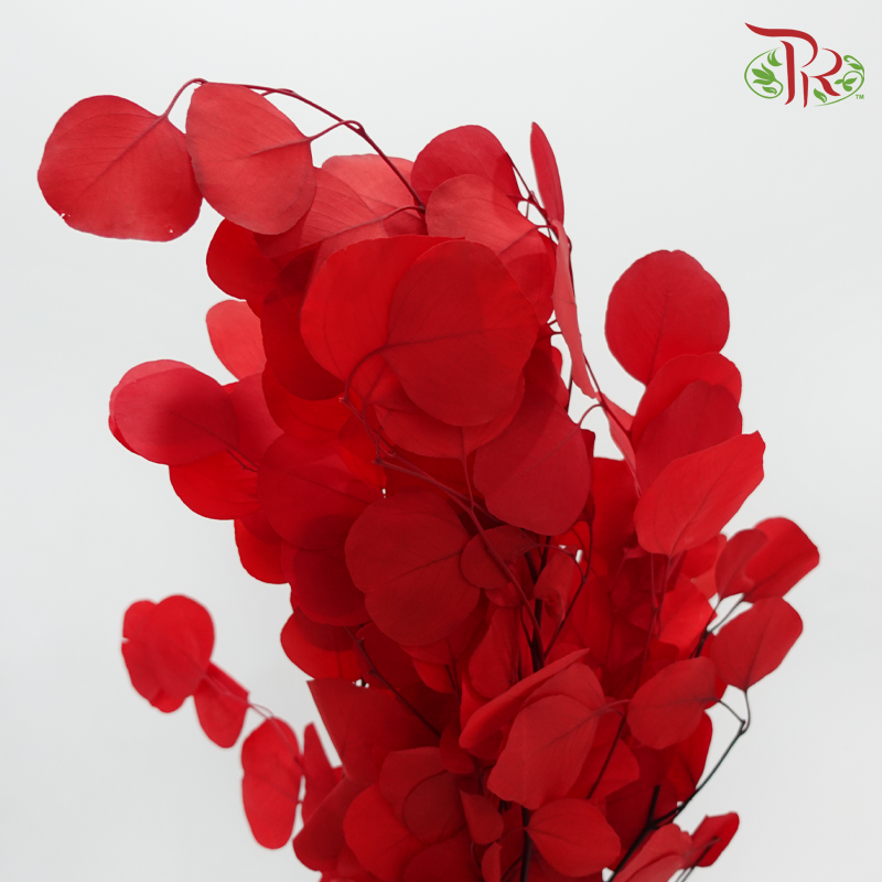 Preserved Eucalyptus Silver Dollar Bleached