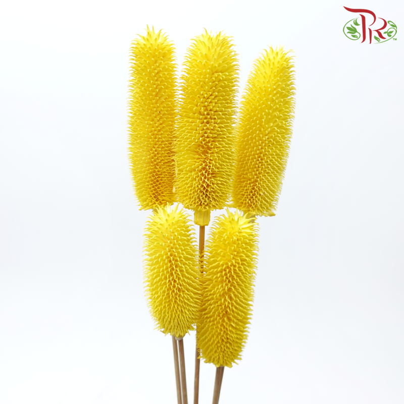 Dry Teasel (Dipsacus)