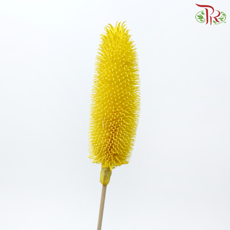 Dry Teasel (Dipsacus)