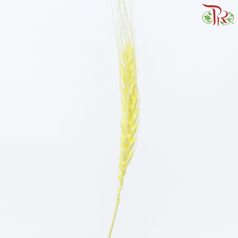Dry Dyed Wheatgrass / Tarwe