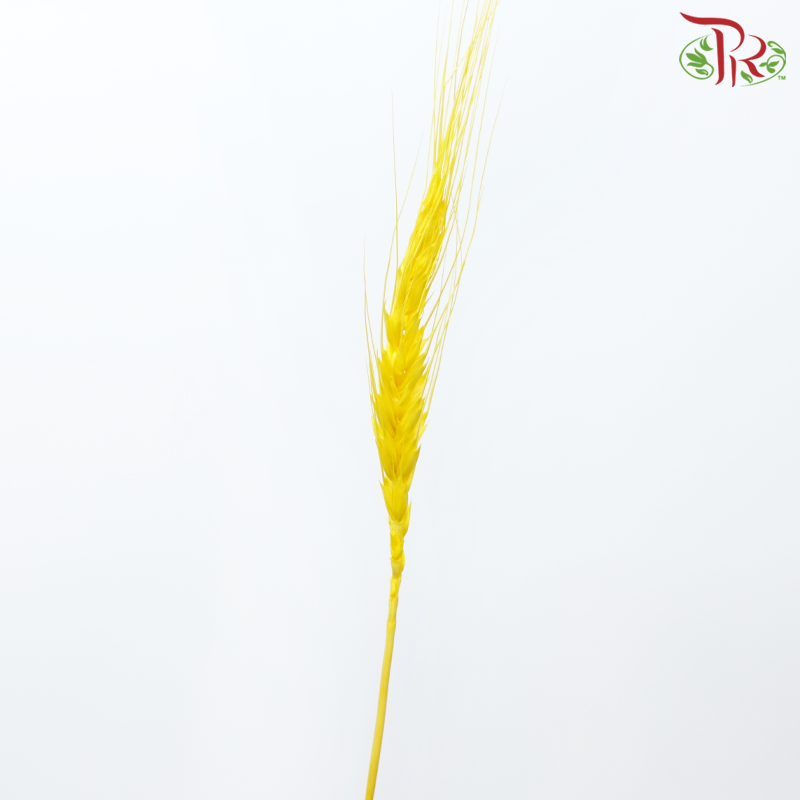 Dry Dyed Wheatgrass / Tarwe