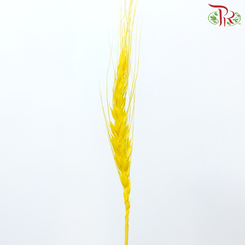 Dry Dyed Wheatgrass / Tarwe
