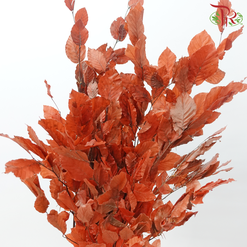 Dry Copper Beech Fagus