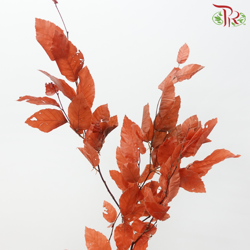 Dry Copper Beech Fagus