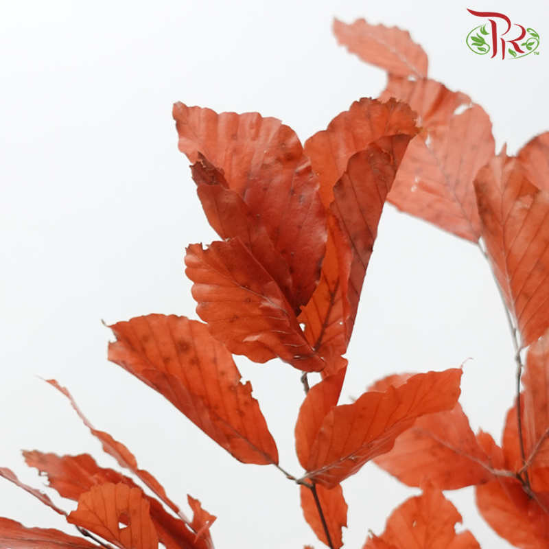 Dry Copper Beech Fagus