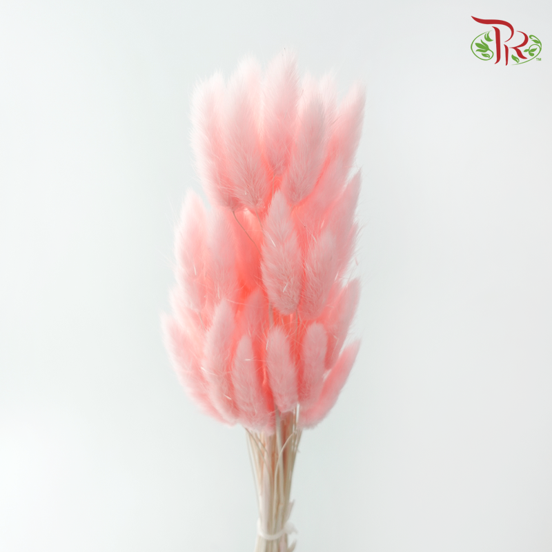 Dry Lagurus Bunny Tail