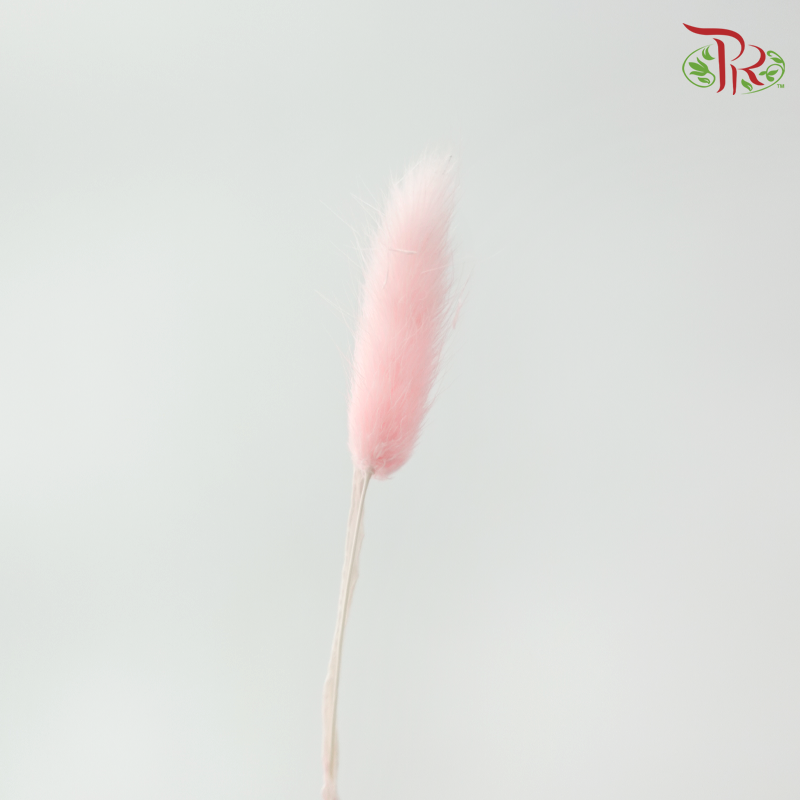 Dry Lagurus Bunny Tail