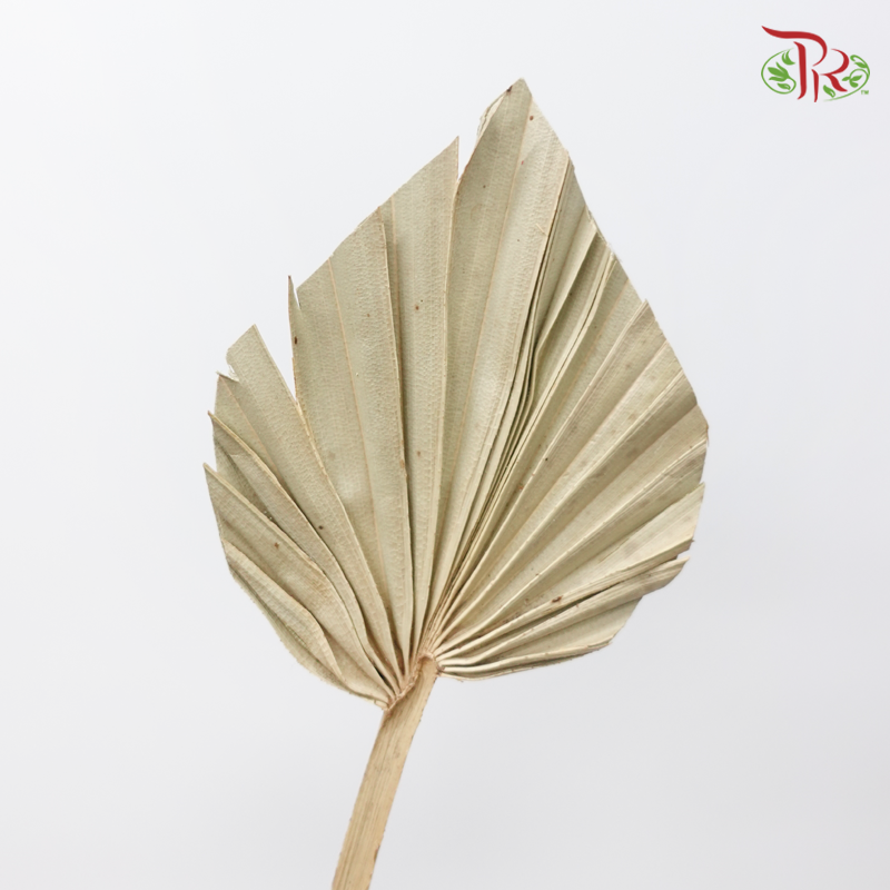 Dry Spear Palm Natural