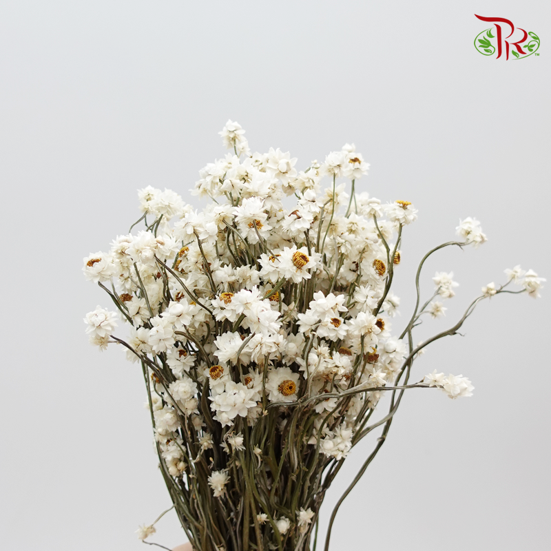 Dry Ammobium - ( Per Bunch ) - Pudu Ria Florist