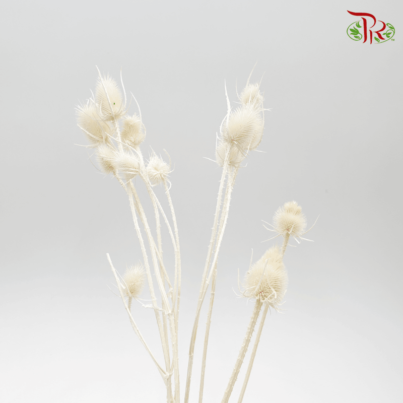 Dry Cardus Bleached - Pudu Ria Florist