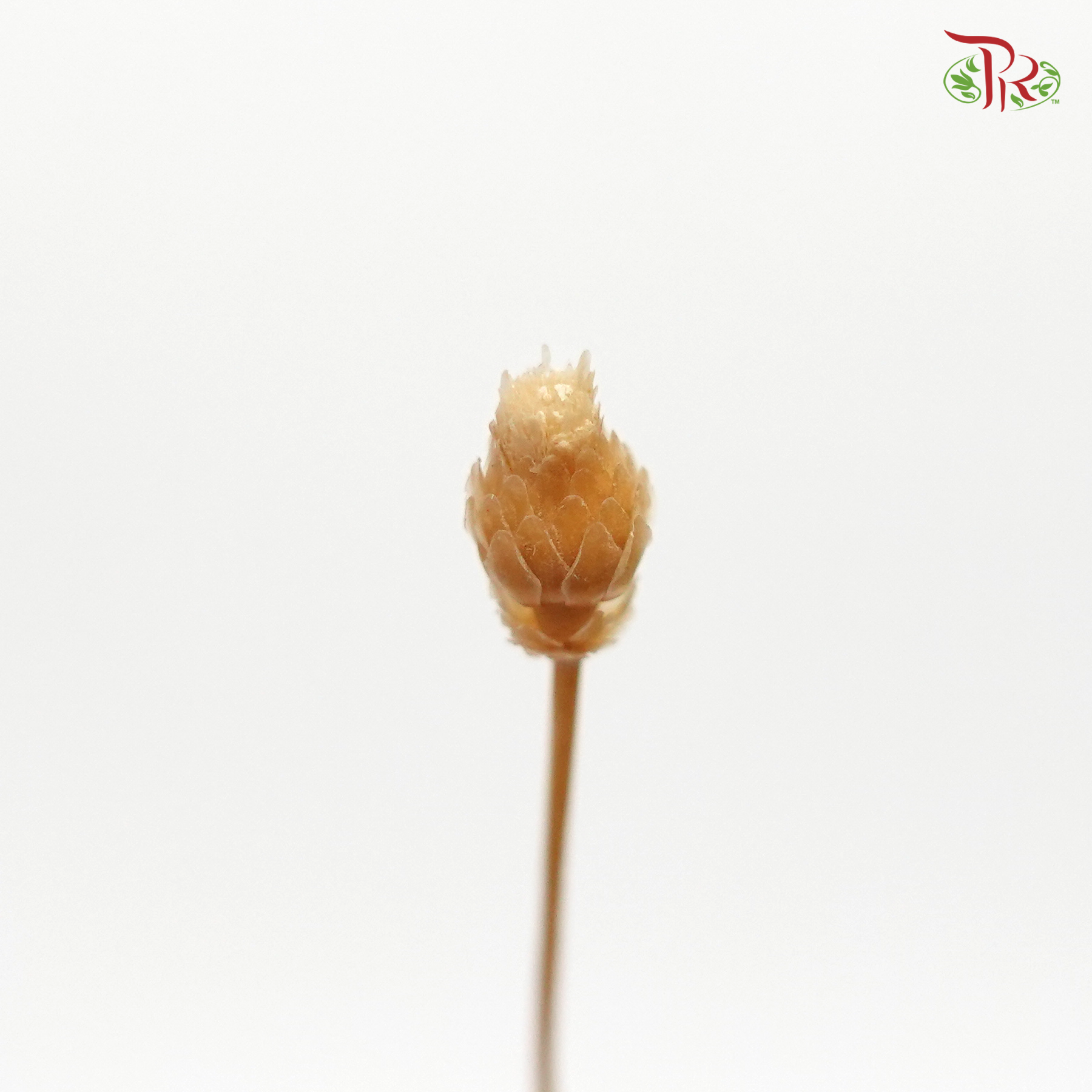 Dried Happy Flower - Bleached (Per Bunch) - Pudu Ria Florist