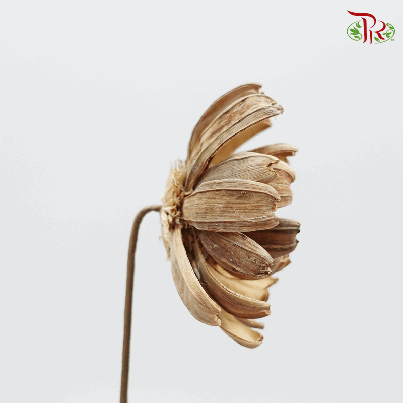 Dry LingJian Lotus (2 Stems) - Pudu Ria Florist