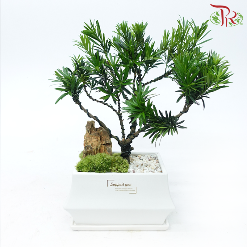 【Gift Series】Podocarpus Arrangement《罗汉松》-Pudu Ria Florist-prflorist.com.my