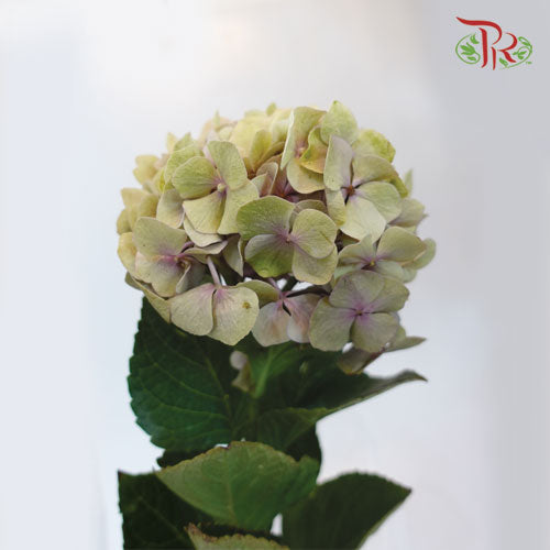 Hydrangea Mini - Antique Green / Pink (3 Stem) - Pudu Ria Florist