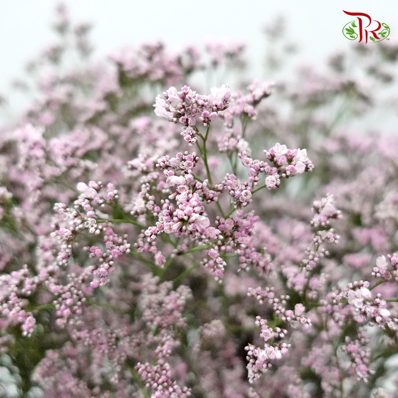 Limonium Oshi - Pink (10 Stems) - Pudu Ria Florist