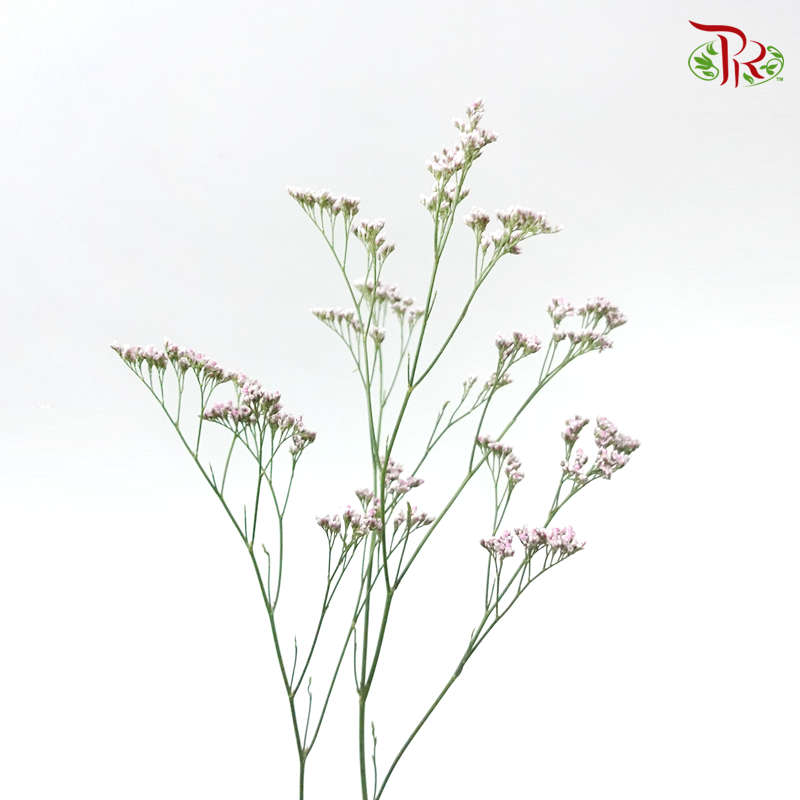 Limonium Oshi - Pink (10 Stems) - Pudu Ria Florist