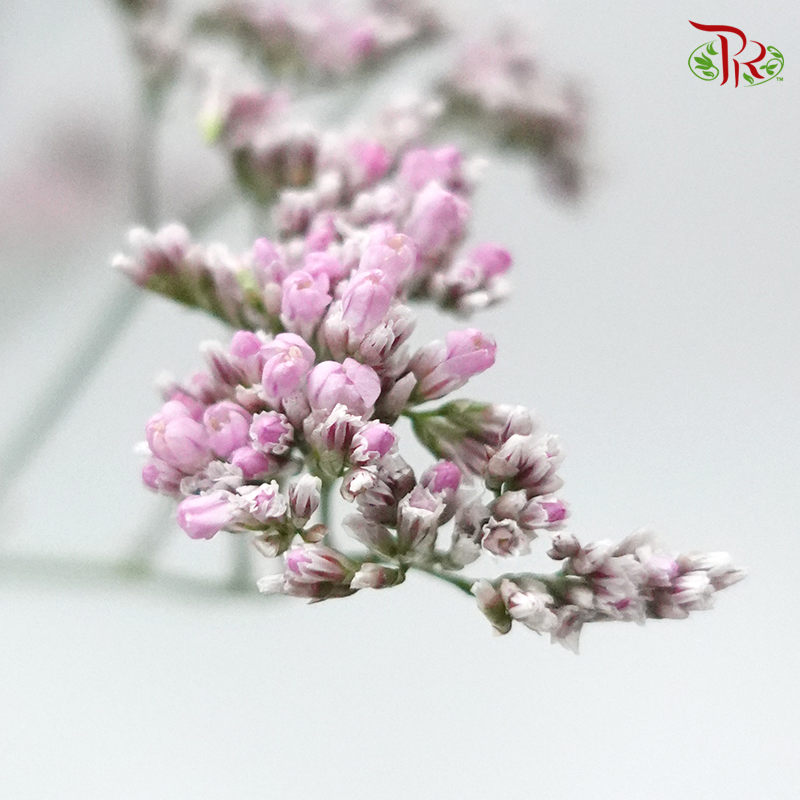 Limonium Oshi - Pink (10 Stems) - Pudu Ria Florist