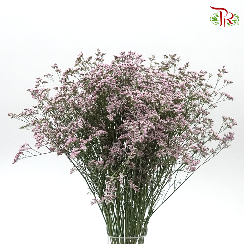 Limonium Oshi - Pink (10 Stems) - Pudu Ria Florist