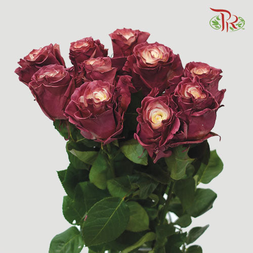 Ceres Rose - Terra (10 Stems) - Pudu Ria Florist