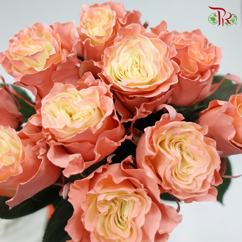 Ceres Rose - Quartz (10 Stems) - Pudu Ria Florist
