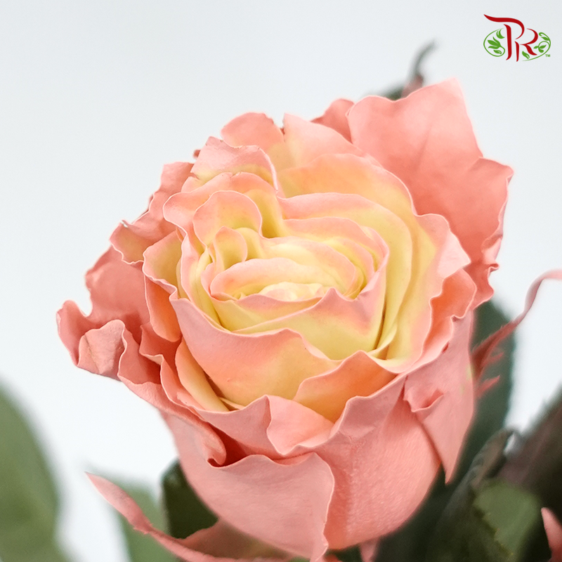 Ceres Rose - Quartz (10 Stems) - Pudu Ria Florist
