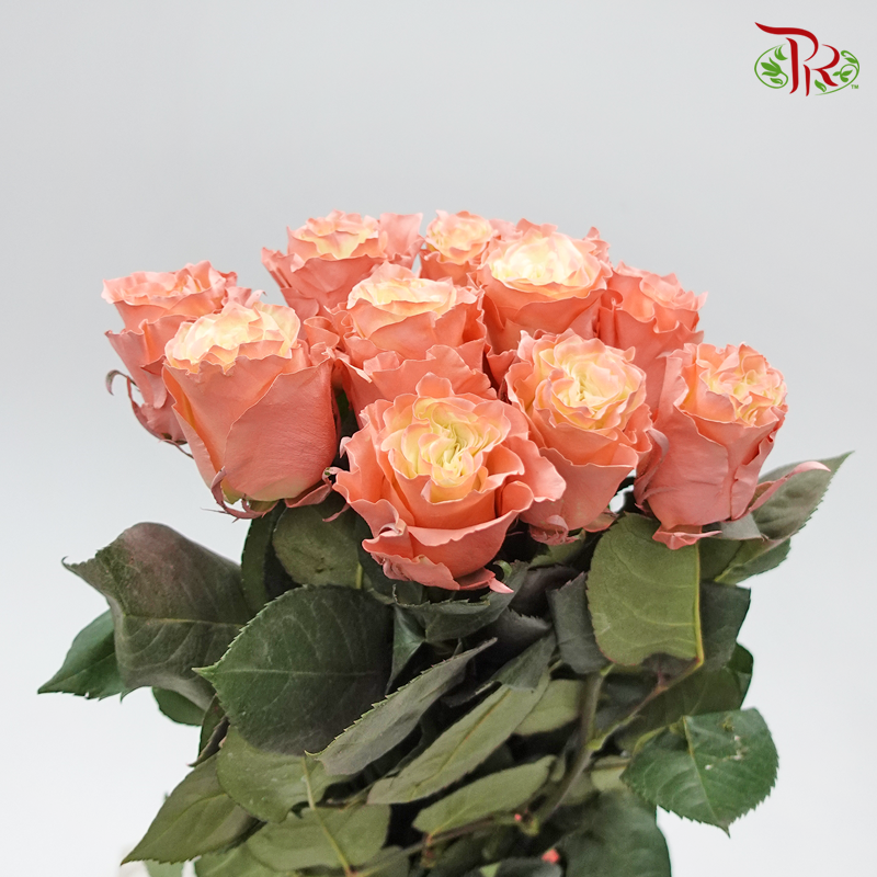 Ceres Rose - Quartz (10 Stems) - Pudu Ria Florist