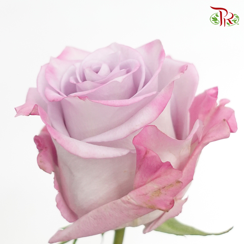 R'Prima Rose- Purple Haze (25 Stems) - Pudu Ria Florist