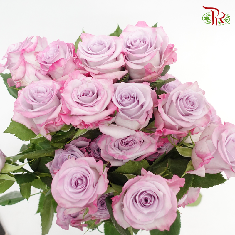 R'Prima Rose- Purple Haze (25 Stems) - Pudu Ria Florist