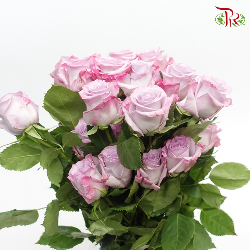R'Prima Rose- Purple Haze (25 Stems) - Pudu Ria Florist