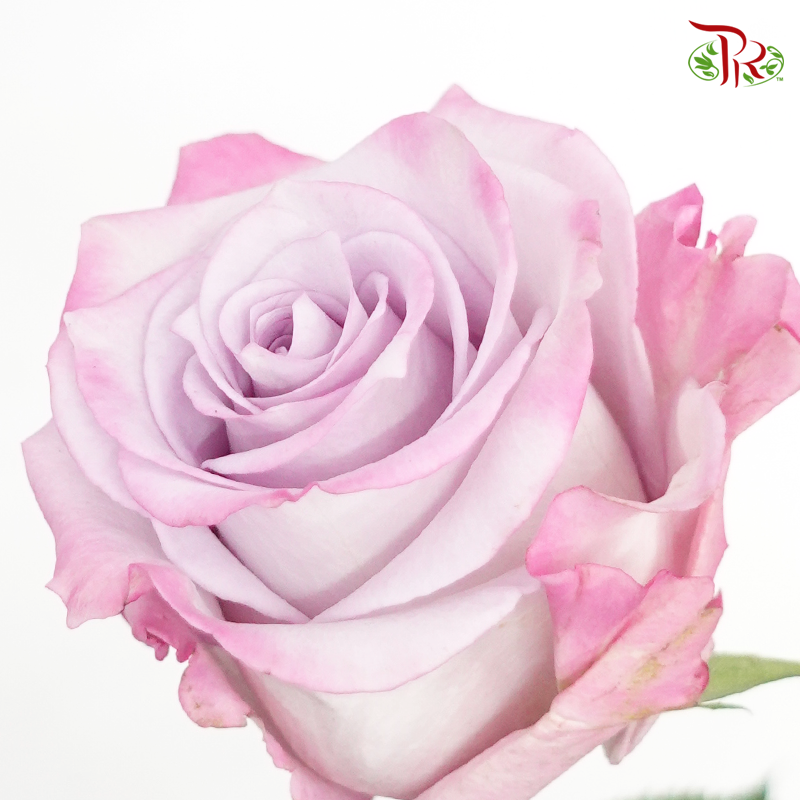 R'Prima Rose- Purple Haze (25 Stems) - Pudu Ria Florist