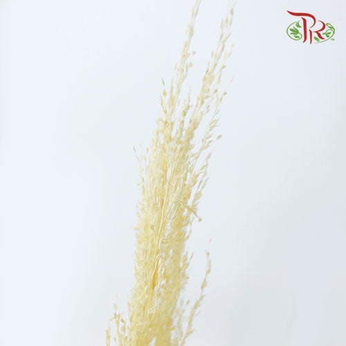 Pachysandra Axillaris Bleached - (Per Bunch) - Pudu Ria Florist