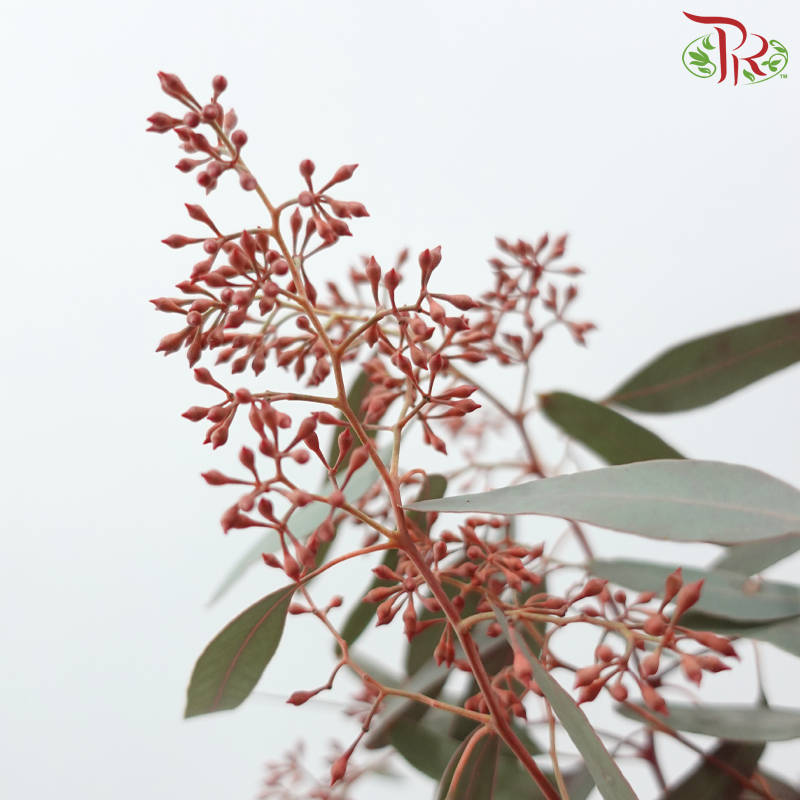 Eucalyptus Berry Dyed