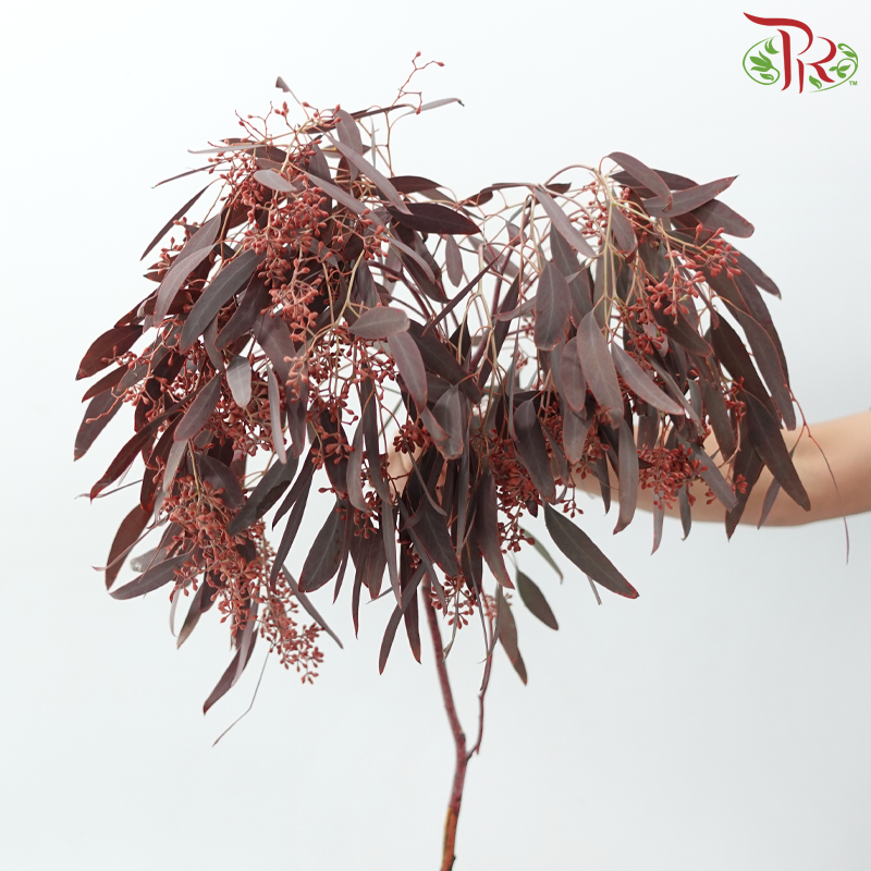 Eucalyptus Berry Dyed