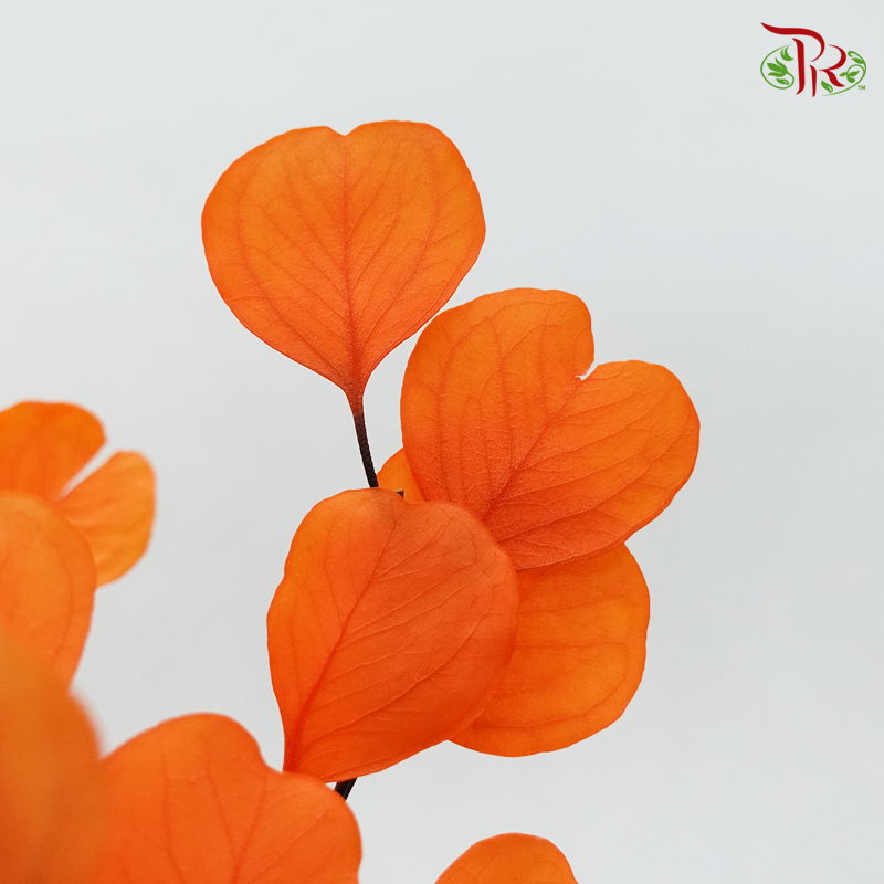 Preserved Eucalyptus Dyed - Orange (Per Bunch) - Pudu Ria Florist