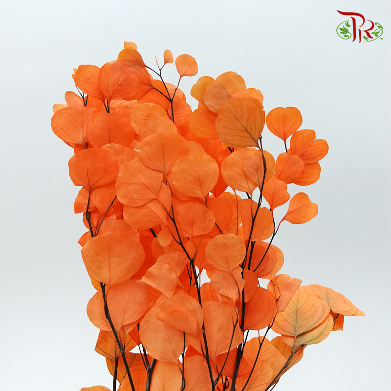 Preserved Eucalyptus Dyed - Orange (Per Bunch) - Pudu Ria Florist