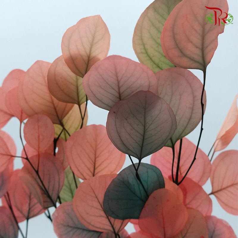 Preserved Eucalyptus Dyed - Pink (Per Bunch) - Pudu Ria Florist
