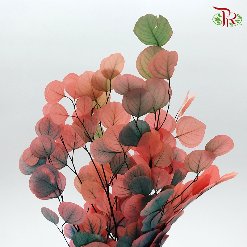 Preserved Eucalyptus Dyed - Pink (Per Bunch) - Pudu Ria Florist
