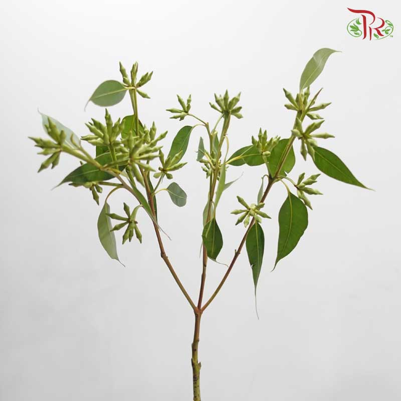 Eucalyptus Robusta With Berry 带叶尤加利