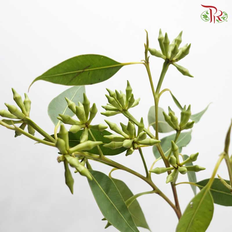 Eucalyptus Robusta With Berry 带叶尤加利