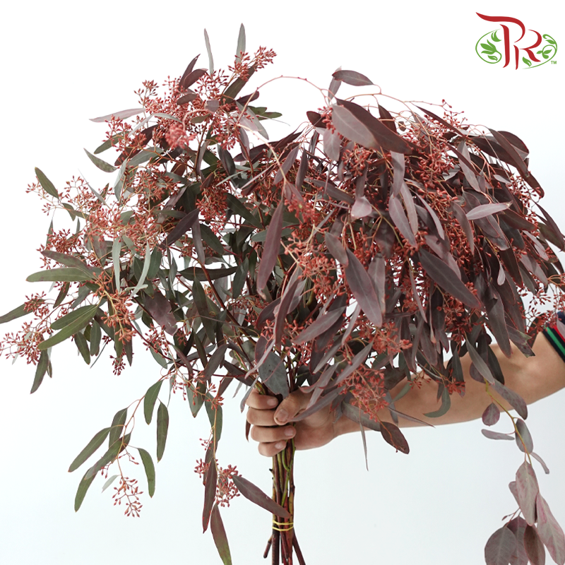 Eucalyptus Berry Dyed